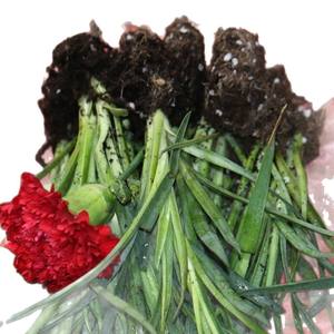 Fournisseur direct Yunnan Kunming Dounan Easy Live Plants de carnation à bouturage facile, fleurs fraîches coupées, bouquet de boutons, modèle de base YN-01 5cm - Product Image 2