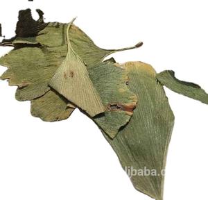 أوراق الشجر الصينية الجديدة من Yin xing ye, أوراق الشجر الصينية الجديدة من أوراق الجنكة والشاي المجفف بالكامل للبيع - Product Image 4