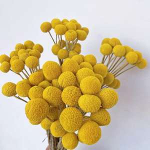 Long-Lasting Button Flower Yunnan Factory High Quality Direct Bulk Dried Craspedia One-Stop Custom for Wedding Home Office Decor - Product Image 1