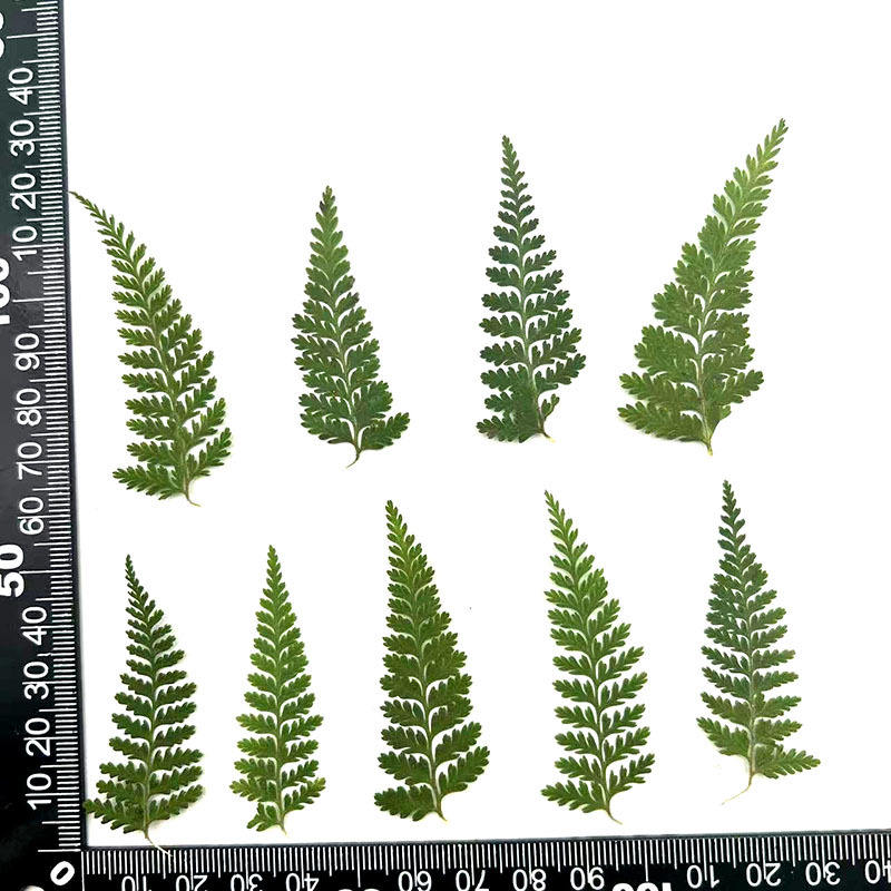 MH483 Vert Naturel 4-7cm