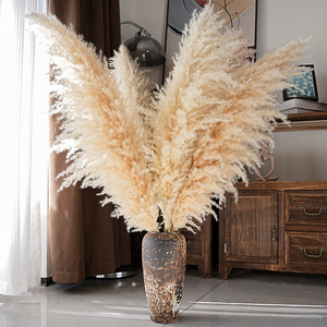 Herbe de la Pampa Séchée de Haute Qualité, Écologique, Grande et Moelleuse, Plus de 120 cm, pour Décoration Bohème et Aménagement Intérieur d'Événements, Vente en Gros - Product Image 3