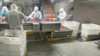 Automatische geconcentreerde jamproductielijn, complete verwerkingsapparatuur, mixer, fruitvergruizer, pulp-concentrator, aseptisch
