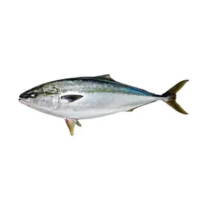 Frozen Seafood Wholesale Yellowtail Good Quality from China