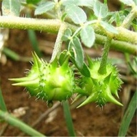 Fabrieksleverancier Natuurlijk Tribulus Terrestris Extract Poeder 45% Saponinen Voedingskwaliteit voor Gezondheidssupplementen