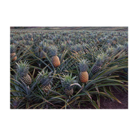 Poudre de bromélaïne haute pureté, enzyme naturelle d'ananas pour attendrir la viande, la transformation alimentaire, la boulangerie, la confiserie et les boissons