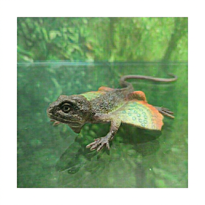 Figurines d'animaux en plastique TPR réalistes en 3D, petits lézards Draco Maculatus, jouets SL Models, 21x8.5x2.5cm, certifiés sûrs, unisexe, à partir de 25 ans - Product Image 1