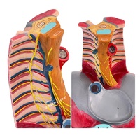 Modelo Anatómico Avanzado de Cavidad Torácica con Laringe, Pulmón, Corazón, Hígado y Fígado Pulmonar, y Simulador de Demostración Respiratoria