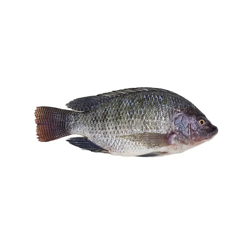 Tilapia congelé de bonne qualité entier avec le prix de vente entier