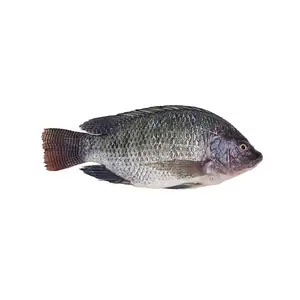 Tilapia congelada inteira com preço de venda integral de boa qualidade