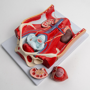Modelo de Próstata Desmontable SCIEDU, Modelo Anatómico del Sistema Urogenital Humano, Modelo de Órgano Reproductor Masculino Desmontable 1:1 - Product Image 5