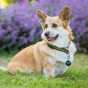 <span class=keywords><strong>QR</strong></span> mã tùy chỉnh URL lập trình 13.56MHz đầy đủ Epoxy kim loại cạnh NFC <span class=keywords><strong>Dog</strong></span> ID <span class=keywords><strong>tag</strong></span> Epoxy <span class=keywords><strong>Pet</strong></span> <span class=keywords><strong>tag</strong></span> - Product Image 5