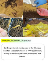 Prix de gros à l'exportation Cordyceps Sinensis biologique sauvage Champignon Tibet Raw Tiens Cordyceps Militaris