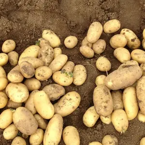 Les pommes de terre chinoises sélectionnées de haute qualité sont vendues à un prix bon marché