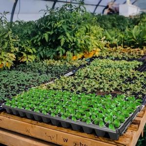 Black <strong>10x20</strong> Cell Plastic Seedling Starter <strong>Tray</strong> for Microgreens Plant <strong>Growing</strong> Watering &amp; Irrigation <strong>Tray</strong> - Product Image 6