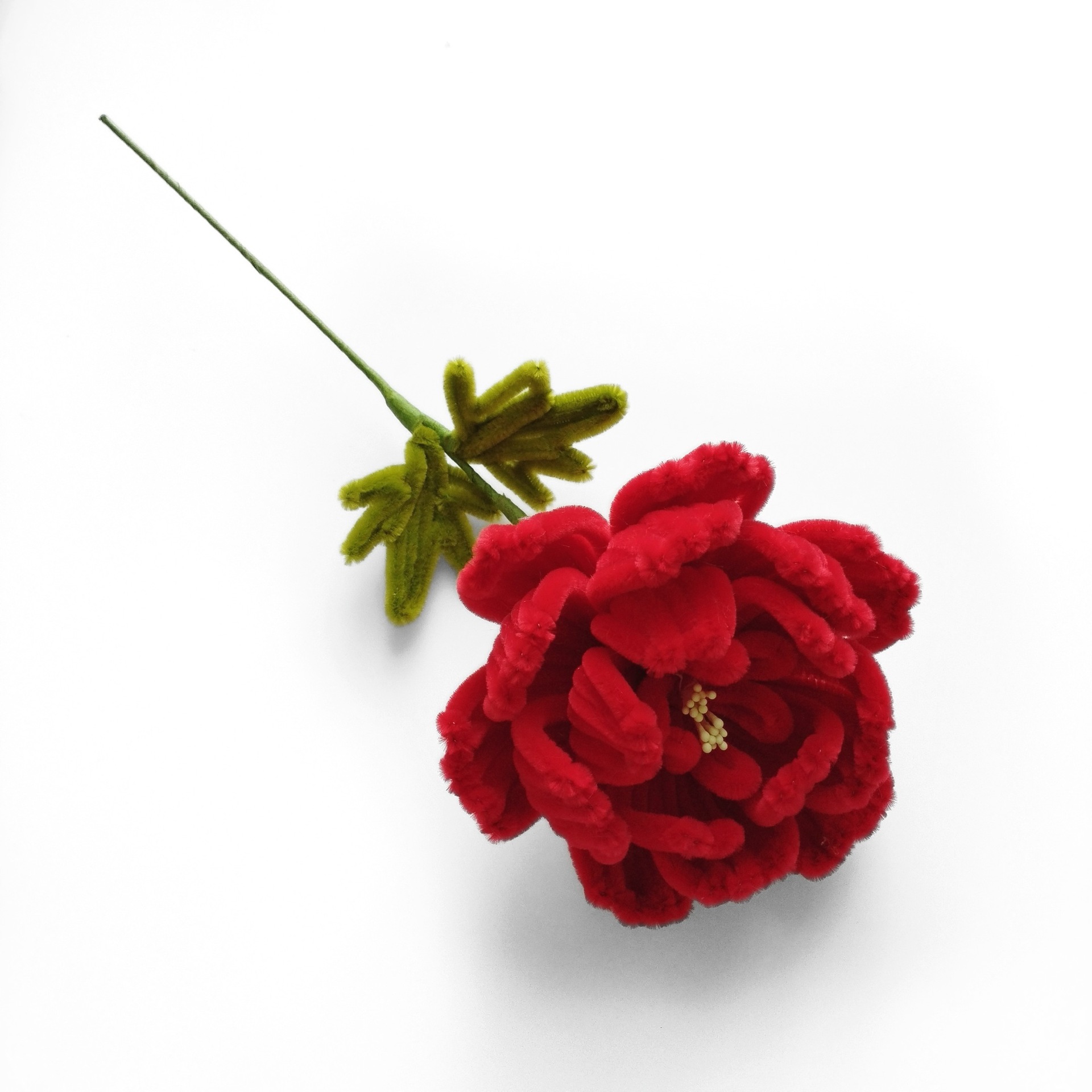 Peonia singola finita in rosso brillante