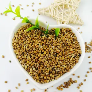 Pulvérisation d'approvisionnement d'usine de haute qualité en gros grain jaune blanc rouge doré sétaire hybride perle millet à vendre
