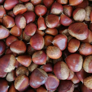 <span class=keywords><strong>Castagne</strong></span> Dolci Crude Premium all'Ingrosso, <span class=keywords><strong>Castagne</strong></span> Cinesi Dandong Tai'an Marrone per Snack, Dessert e Zuppe - Product Image 4