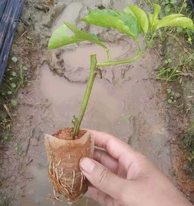 Prix de gros, sacs de culture pour plantes de ferme non tissés de 1000 ml, sacs de culture pour plantes de jardin, serre, sacs de culture biodégradables pour pépinière - Product Image 4