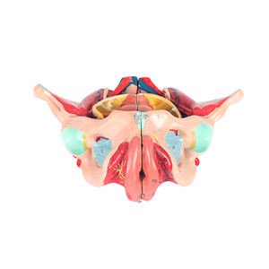 Nuevo modelo de demostración de pelvimetría, modelo de enseñanza anatómica pélvica - Product Image 6