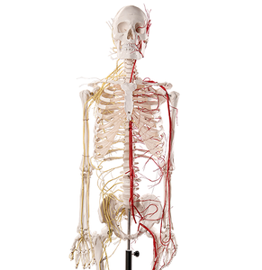 ADA ADA-A101BVN Mannequin médical, modèle de squelette humain avec système neurovasculaire, taille réelle 170 cm - Product Image 2