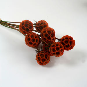 Fabricant de fruits de moulin à vent de Scabiosa conservés, belle fleur d'étoile séchée naturelle pour la décoration de mariage à la maison - Product Image 3
