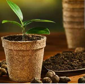 Bloc de fibre de coco brun compressé, biodégradable, léger, écologique, 100% naturel, cubes de coco pour la propagation des plantes et des semences - Product Image 3