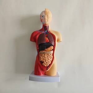 Modèle d'anatomie de torse <span class=keywords><strong>humain</strong></span> <span class=keywords><strong>asexué</strong></span> de petite taille détachable 28CM 15 pièces - Product Image 3