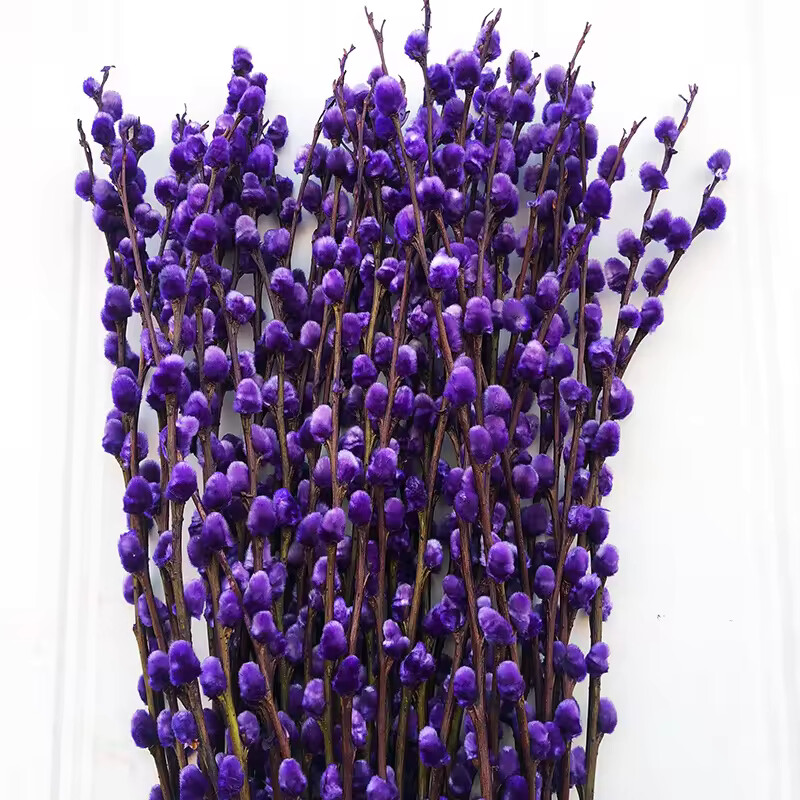 Pourpre
