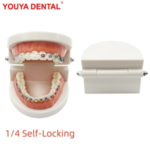 Modelo Anatómico de Ortodoncia con Autobloqueo 1/4, Soportes de Resina Plástica PVC, Modelos Dentales MX-070, Educación y Enseñanza al Paciente - Product Image 2