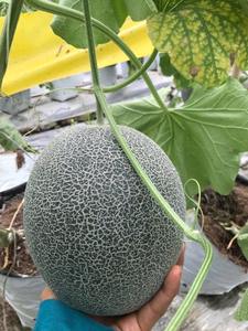 Melón Fresco Premium (Honeydew) |   Exportador Mayorista de Vietnam |   Fruta Tropical Dulce y Jugosa de Primera Calidad, Vida Útil de 30 a 60 Días - Product Image 5