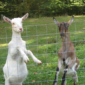 Cố định Knot Hươu hàng rào lưới thép mạ kẽm lĩnh vực hàng rào cuộn, 2M chiều cao cho động vật hoang dã và rừng ranh giới - Product Image 5