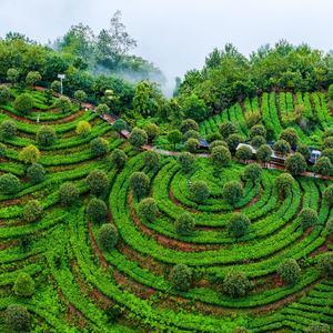Kantung teh detoks kesehatan teh Melon pahit daun murbei Herbal alami untuk membantu mengatur tekanan darah tinggi - Product Image 5