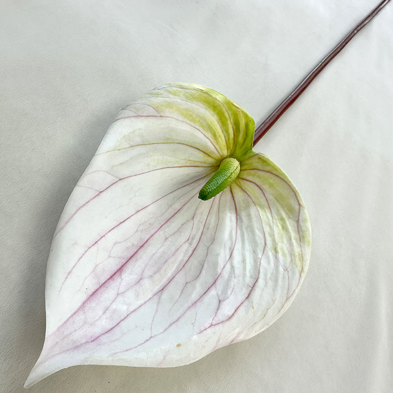 สีขาวสีเขียว