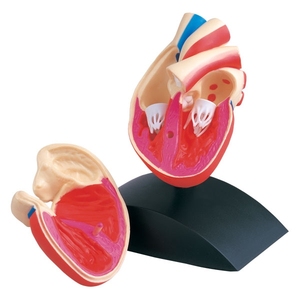Gelsonlab HSBM-323 38 pièces 19cm Musculaire <span class=keywords><strong>et</strong></span> <span class=keywords><strong>Squelette</strong></span> Modèle D'anatomie Du <span class=keywords><strong>Corps</strong></span> <span class=keywords><strong>Humain</strong></span> Modèle Musculaire De Muscle <span class=keywords><strong>Humain</strong></span> - Product Image 6