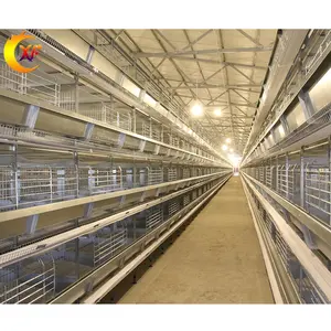Farm Equipment Automatic Used Chicken Cage H Type Layer Cages Egg Chicken Battery Cage with Manure Conveyor