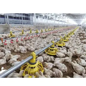 Neues Design Broiler Hühner haus Fütterung system Geflügelfarm automatische Hühner fütterung