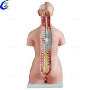 Anatomik çift seks insan Torso vücudu anatomisi modeli eğitim öğretim için