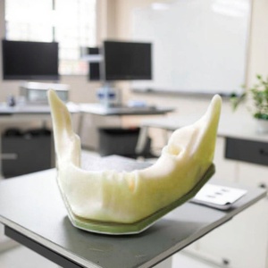 Modelo de hueso de mandíbula inferior de mandíbula anatómica Dental con dientes de mandíbula inferior de goma edéntulo <span class=keywords><strong>para</strong></span> estudio de práctica Dental - Product Image 5