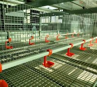 Poulailler Moderne en Fil de Fer Galvanisé pour Poules Pondeuses – Équipement d'Élevage Avicole de Type A – Cage Automatique pour Poulets en Batterie