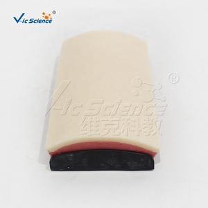 Módulo <span class=keywords><strong>de</strong></span> Entrenamiento <span class=keywords><strong>de</strong></span> Sutura Curva para <span class=keywords><strong>Estudiantes</strong></span> <span class=keywords><strong>de</strong></span> Enfermería, Práctica <span class=keywords><strong>de</strong></span> Operaciones Clínicas y Enseñanza en Facultades <span class=keywords><strong>de</strong></span> Medicina, con Certificaciones CE/ISO/ROHS/CNAS - Product Image 4