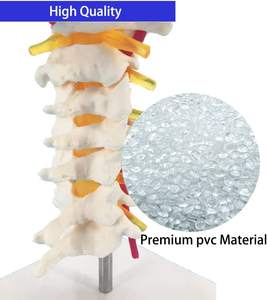 نموذج تشريحي للفقرات العنقية والأوعية الدموية والأعصاب للدراسة في الفصول العلمية والعرض التعليمي والنموذج الطبي - Product Image 5