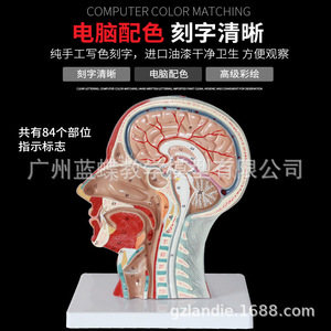 Modèle de crâne humain avec muscles, nerfs et vaisseaux sanguins ; micro-chirurgie esthétique du nerf facial ; anatomie médicale. - Product Image 1