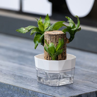 Pot de fleurs transparent auto-arrosant respirant pour bulbes, idéal pour la culture hydroponique de tulipes, lys et jacinthes