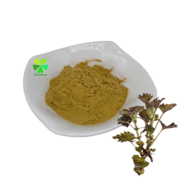 Листья крапивы двудомной. Крапива онгаонга. Urtica dioica leaf extract. Urtica dioica leaf extract. Экстракт крапивы горький.