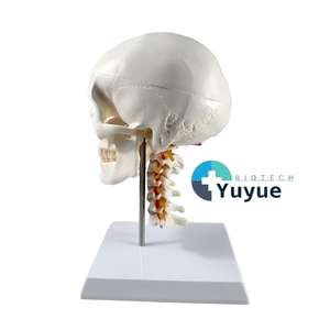 Modelo de Cráneo Blanco de PVC de 3 Partes con 7 Vértebras Cervicales - Herramienta Educativa de Anatomía - Product Image 1