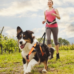 Harnais de traction pour chien, laisse de course en extérieur, corde de sécurité pour voiture, pour grands chiens Husky <span class=keywords><strong>Alaskan</strong></span> Malamute - Product Image 2