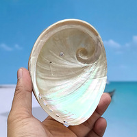 Coquille d'ormeau naturelle blanche véritable de 6 pouces, coquille d'ormeau polie pour la brûlure de sauge, vente en gros