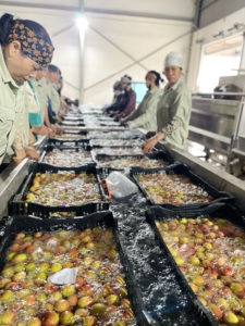 ผลไม้ลิ้นจี่เวียดนามฉ่ำจาก Luc ngan ในราคาที่แข่งขันได้และจัดส่งรวดเร็ว - Product Image 4