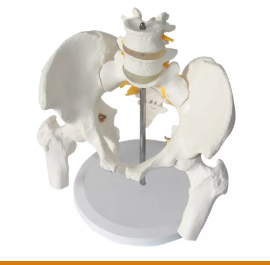 Modelo de Pelvis Femenina de Tamaño Real con 2 Vértebras Lombares, Demostración de la Estructura Pélvica y Enseñanza <span class=keywords><strong>del</strong></span> <span class=keywords><strong>Sistema</strong></span> Esquelético <span class=keywords><strong>Humano</strong></span> - Product Image 4