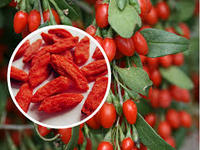 Bulk Premium Grade B Gedroogde Zoete Gojibessen 380 stuks/50g voor Theebedrijven